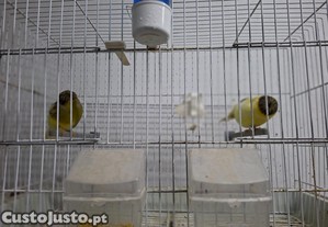 imagem_2