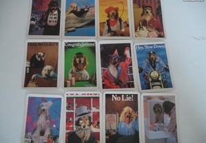 Lote de calendarios de cães
