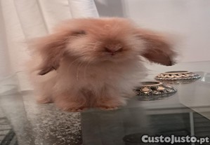 Coelhinhos Teddy Lop
