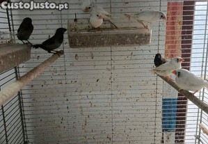 imagem_1
