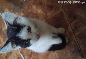 imagem_3