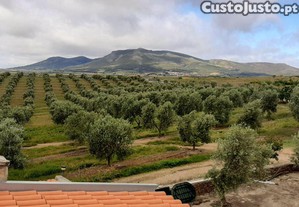 [801207022] Quinta Mirandela com 12 hectares pr...