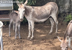 Burro com  10 meses