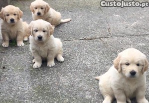 Cachorrinho Golden Retriever lindo e muito brincalho