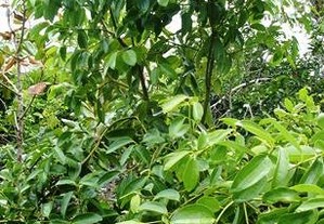 arvore tropical pistachos híbridos e nao