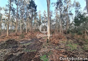 imagem_6