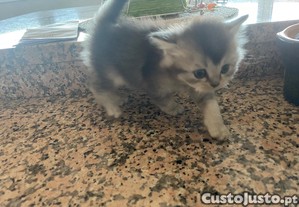 imagem_6