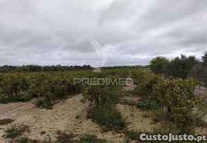 Vinha 2.5 he com oliveiras furo a 1 hora de lisboa
