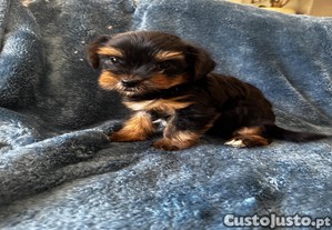 Yorkshire terrier