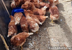Galinhas