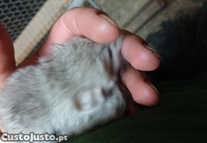 imagem_2