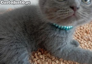 Gatinhos scottish fold e straight
