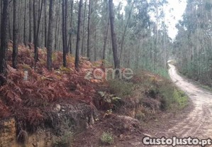 Terreno Pombal