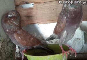 Casal de papos de vento hirminos