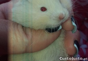 Hamsters sirios