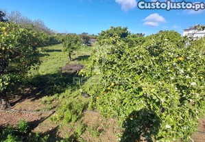 Dois terrenos rusticos com área 11400m2 na saida de faro