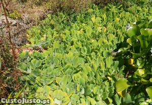 Planta aquatica flutuante lagos lagoas charcas filtros