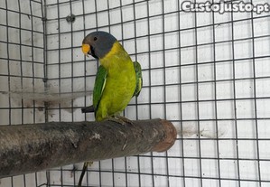 Cabea de Ameixa macho