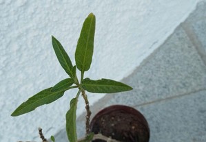 Planta do fruto pêra-melão
