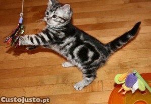 Charcoral Prateado Gatinho de bengala