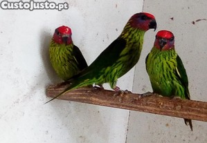 Papagaios/Aves - Casal - Loris - Goldiei