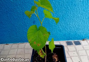 Arvore amoreira negra Morus Nigra
