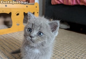 Lindos gatinhos tipo Scottish Fold (3 disponíveis)