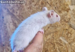 Rato Twister x ratazana domstica
