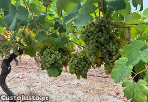 Uvas para vinho
