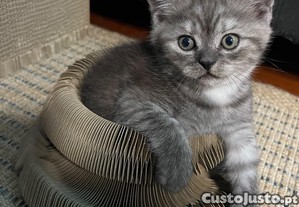 imagem_7