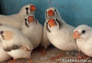 Mandarins