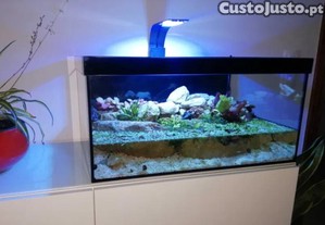 Aqurio caranguejos vampiro