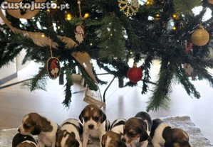 Beagles Bebs  Ateno: podem causar excesso de fofura! 