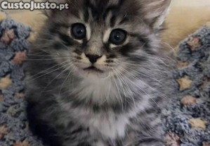 Gatinho Bosques da Noruega com lop