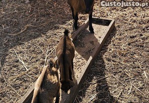 Cabras ans