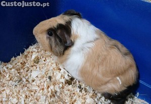 Porquinho da ndia portadore de skinny