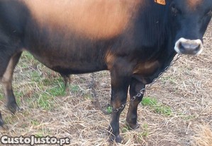 Bezerro  macho