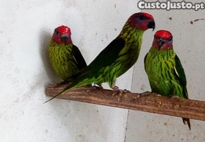 Aves - Papagaios - Loris/Goldiei