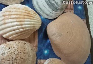Conchas para trabalhos
