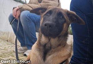 Pastora belga malionis com lop