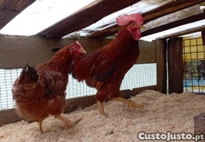 Casal de galinhas poedeiras