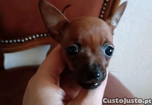 imagem_2
