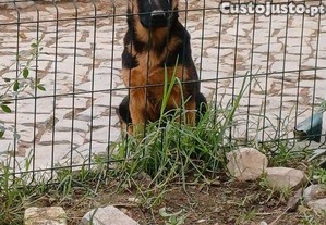 Pastores alem�es machos