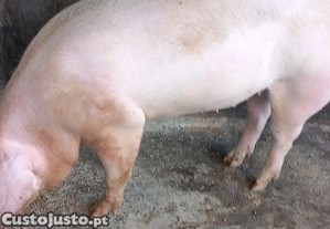 Porcas novas