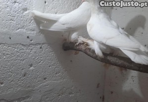 Cambalhotas holandesas