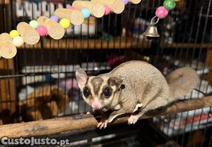 Petauro de Acar Castanho