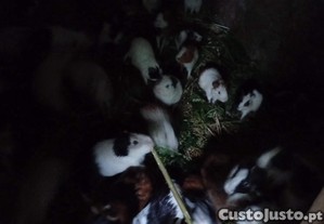 Porquinhos