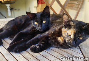 1 ou 2 Gatinhas super meigas ( 5 meses )