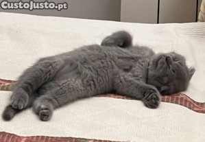 Scottish fold macho