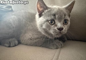 Gatinho Scottish Straight